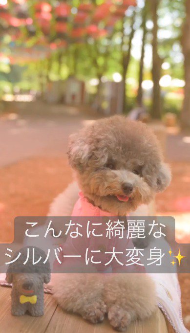 犬の人形の隣で笑顔を見せる犬