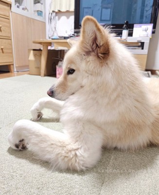 つるちゃんの伏せ