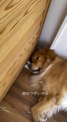 眠っている犬の顔の下に両方の前足を差し込む猫