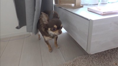 うにちゃんのお散歩拒否4