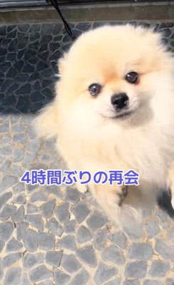 ますお君の熱烈歓迎9