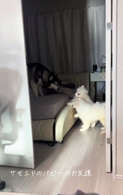 ベッドにのぼりたい子犬たち