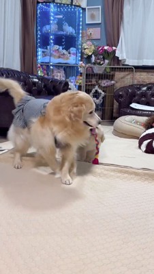 子犬が咥えているロープを引っ張る成犬