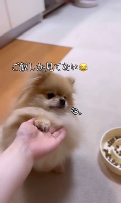 顔を乗せるなごみちゃん4