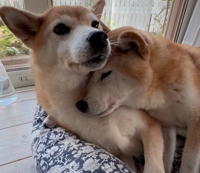 リコちゃんにもたれかかるまゆちゃん