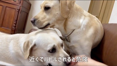 ソファに乗る2頭の犬