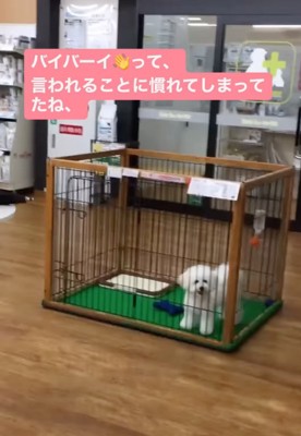 サークルの中から見つめる犬