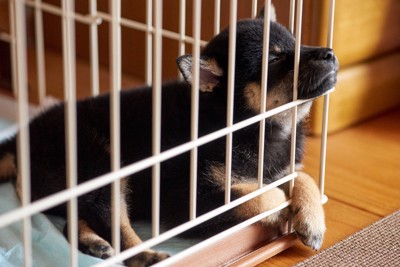 ケージの中で眠る子犬