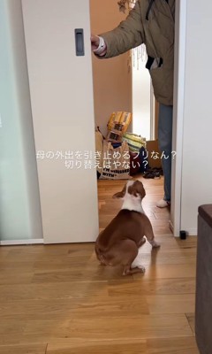 お母さん外出時のジノくん