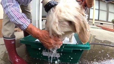 顔の流し方も豪快！！