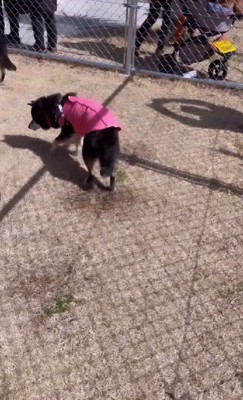 思い思いに過ごす老犬たち