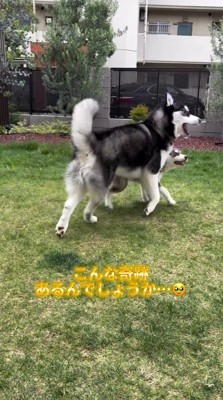 庭を駆け回る成犬と子犬