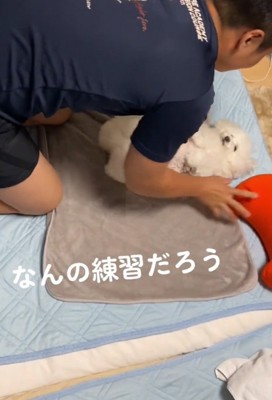 おくるみに寝かされる犬