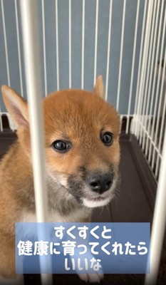 ケージに入った子犬