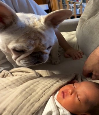 赤ちゃんを見る犬2