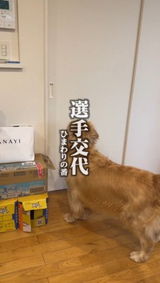 ドアの前で立ち尽くす犬