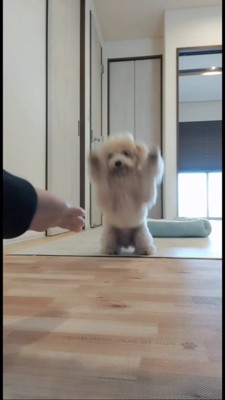 両手をバンザイして仁王立ちするトイプー