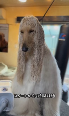 マークリンくんのシャンプー前後6