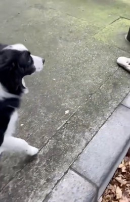 手袋を見つけたワンコ