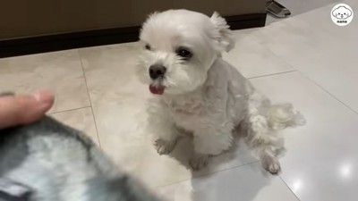 ナナくんとママさんのやり取り7