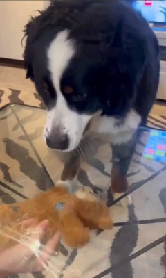 テーブルの上からおもちゃを見る大型犬