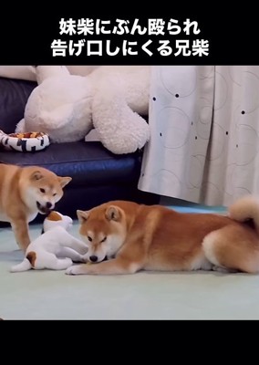 ムカムカ顔のこむぎくん