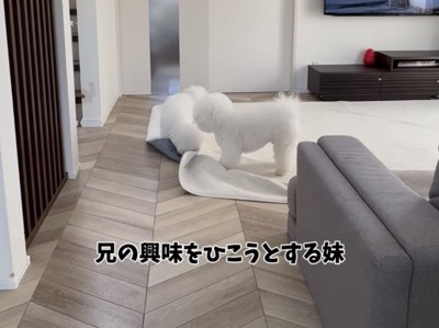 絨毯をかじる犬1