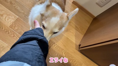 女性の手と犬