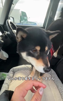 車で落ち着く柴犬