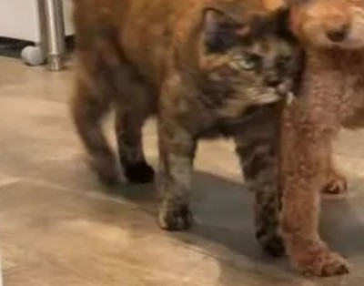 移動したらついていって…