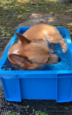 水遊びするぷりんちゃん