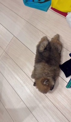 いい夢を見てそう♪