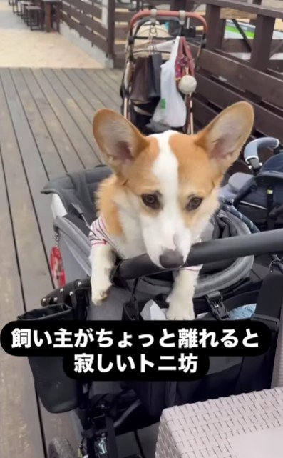 小さな子供みたい