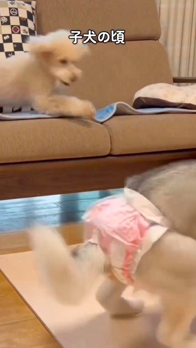 ハスキー犬に近づくトイプードル