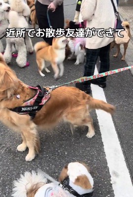 友達犬と歩けるように♪