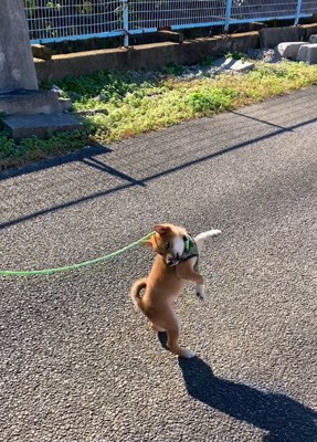 飛び上がる子犬