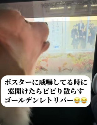 看板に吠えるこてつくん