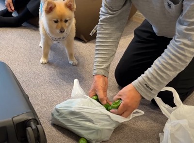 犬にピーマンを見せる人1:50