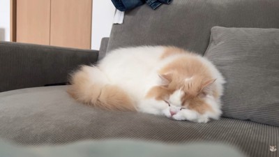 体調不良のレモンさんと優しいポテチくん