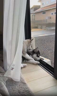 窓際でじゃれ合う兄弟犬