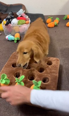 ララちゃんの人参収穫6