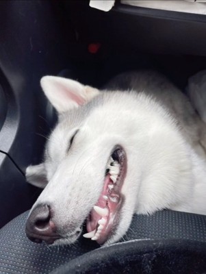 口を開けて眠るきなこちゃん