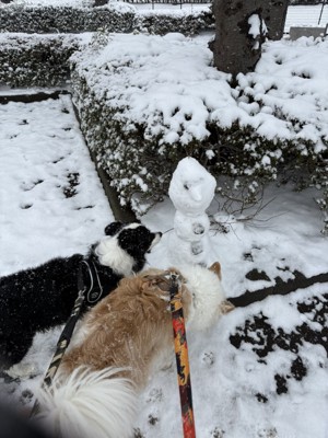 雪