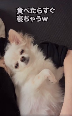 食べたら寝てしまうこめくん