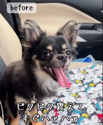車に乗ると震えていた