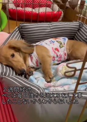 ベッドの中の犬