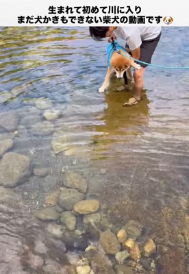 抱っこしてもらって川に入る柴犬
