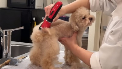 バリカンされる小殿くん