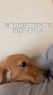 ベッドで横になっている飼い主を見つめるゴールデンレトリバー