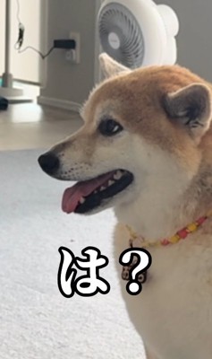 怒る柴犬